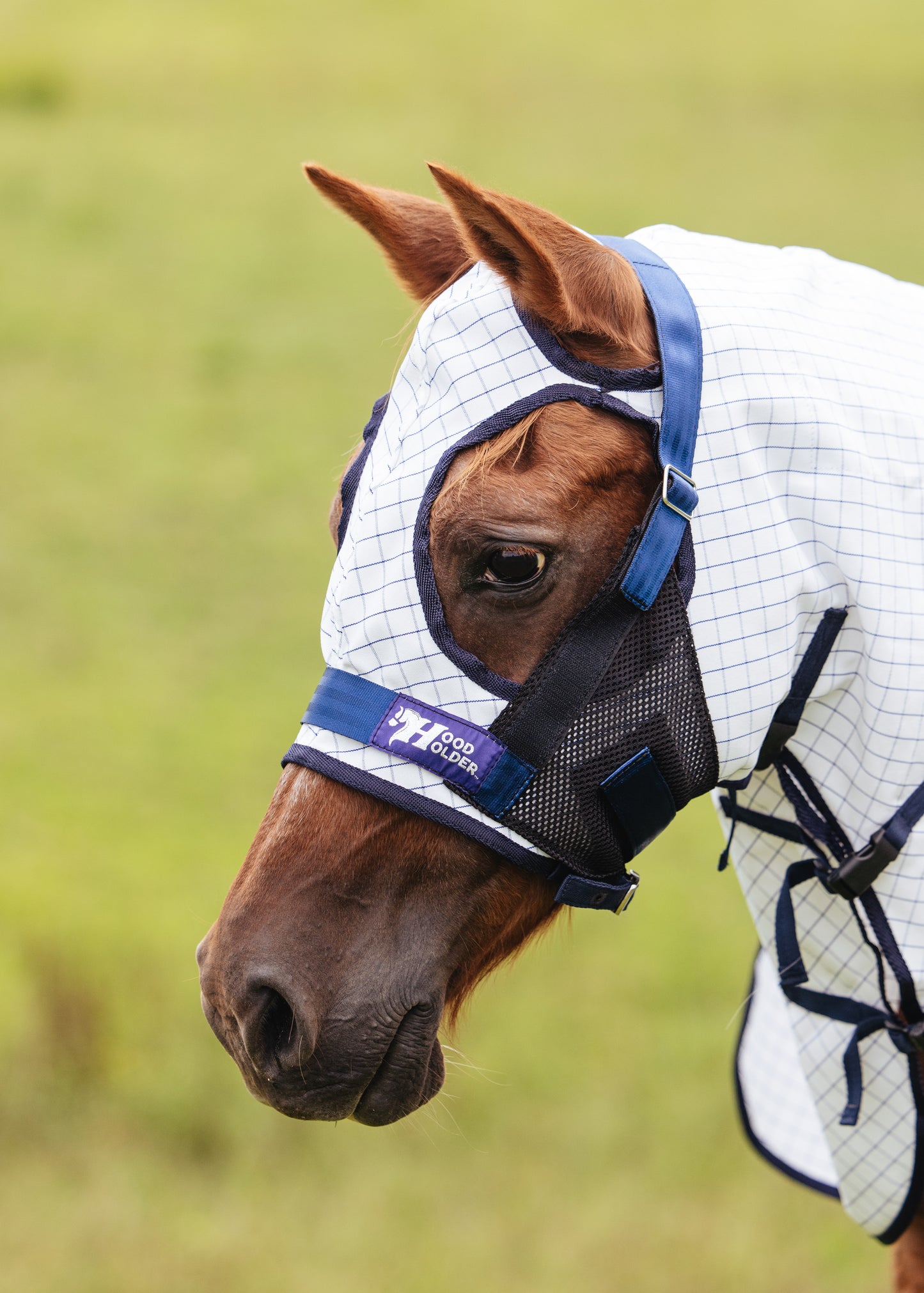 Large PONY w/ face mask