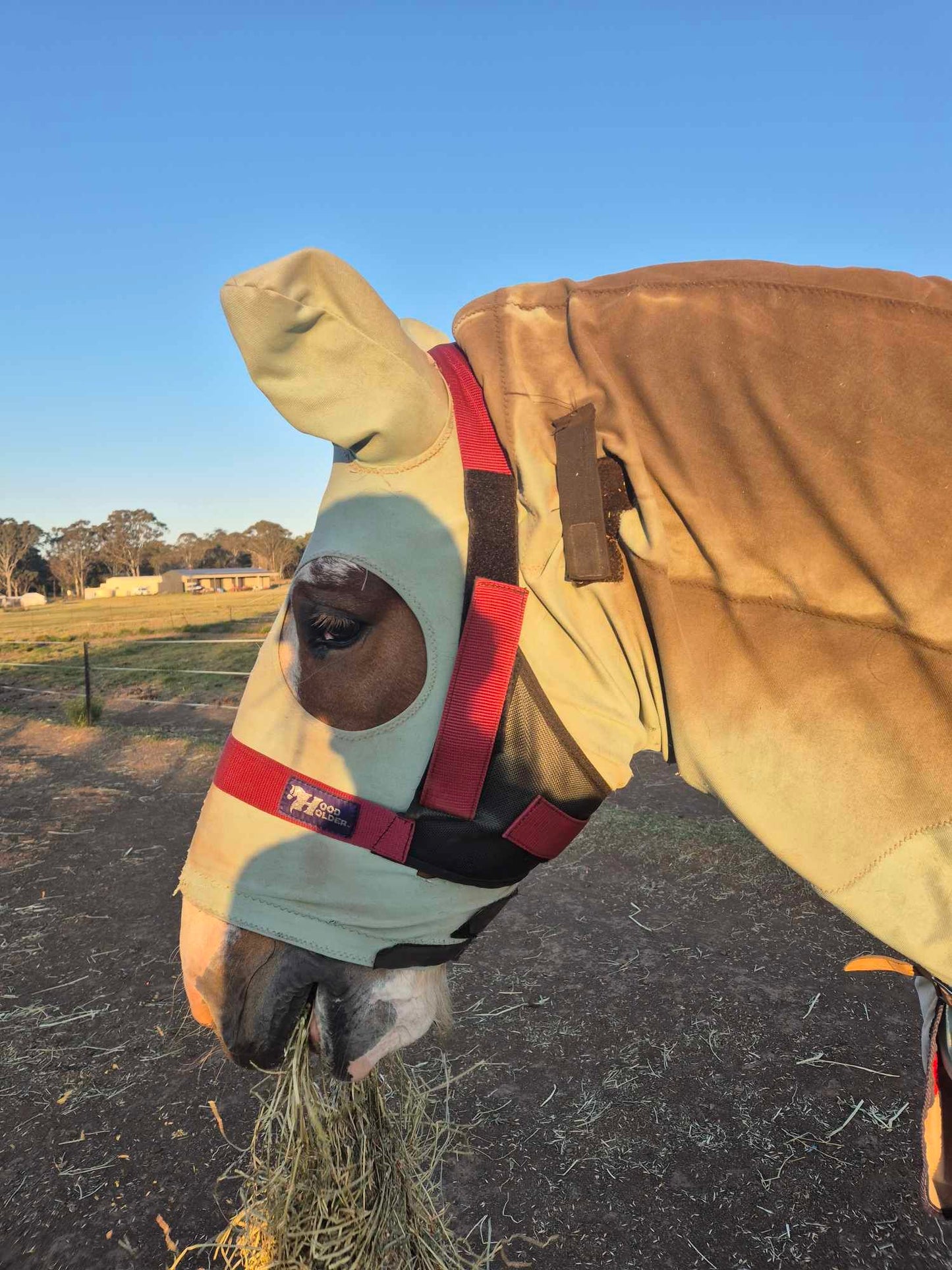 CLYDESDALE Hood Holder