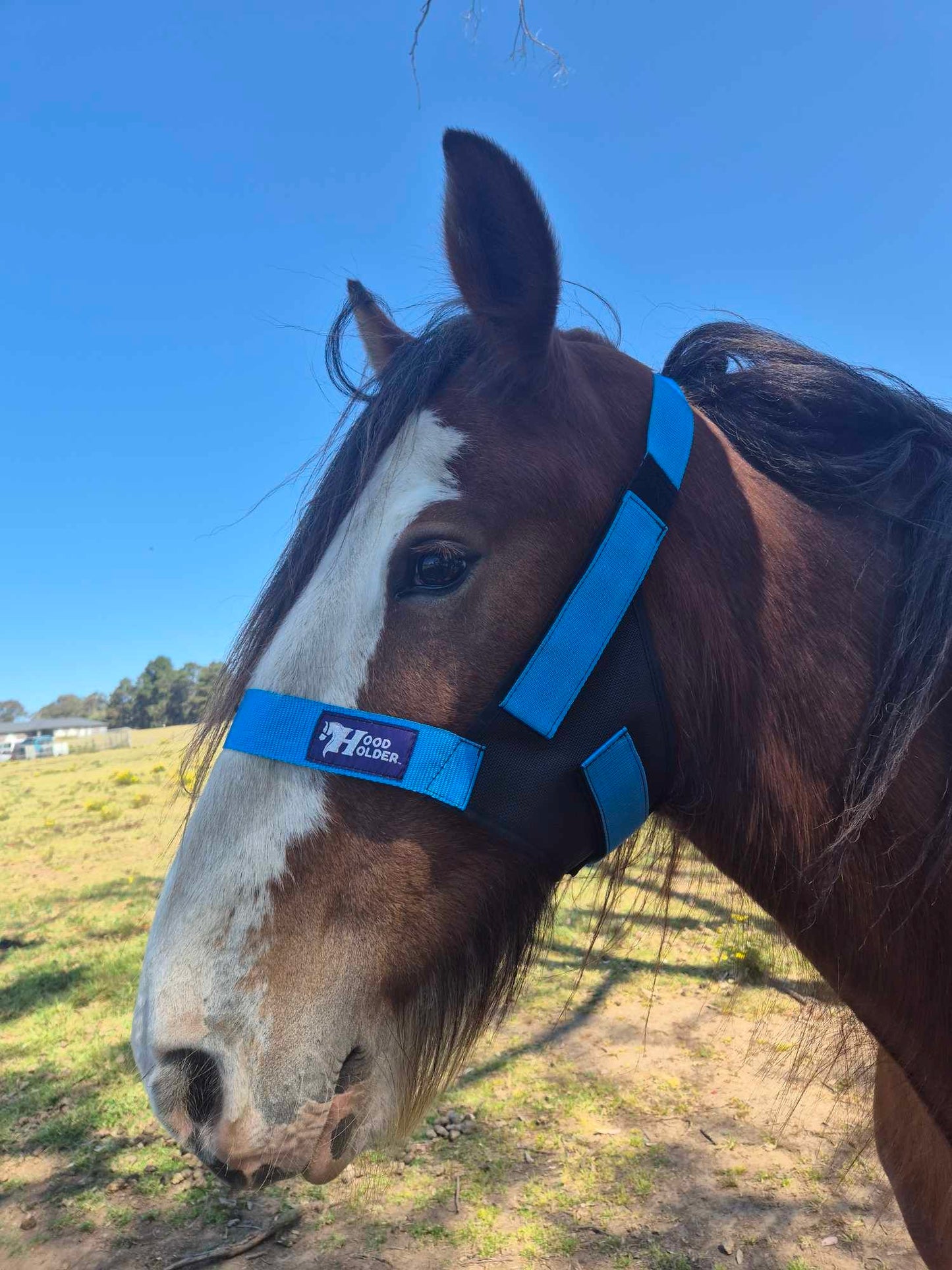 CLYDESDALE Hood Holder