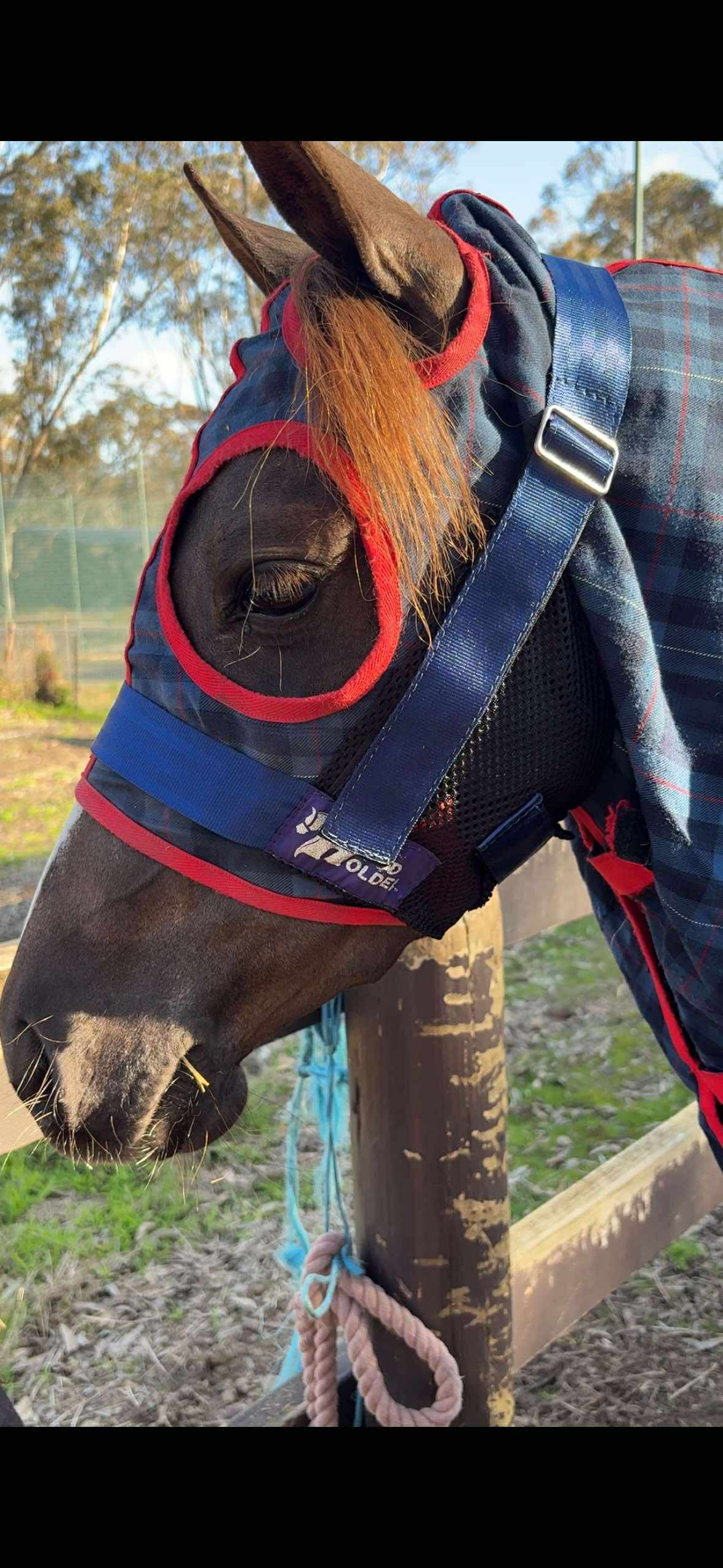 LARGE PONY Hood Holder