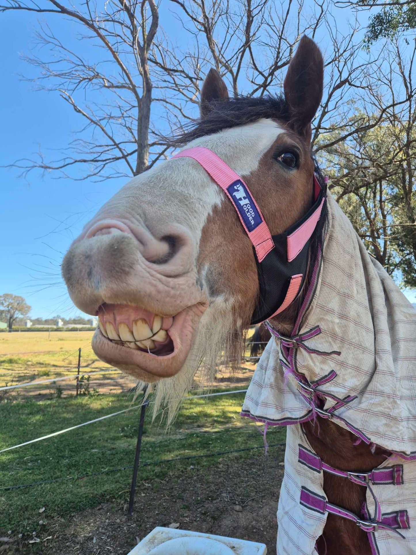 CLYDESDALE Hood Holder