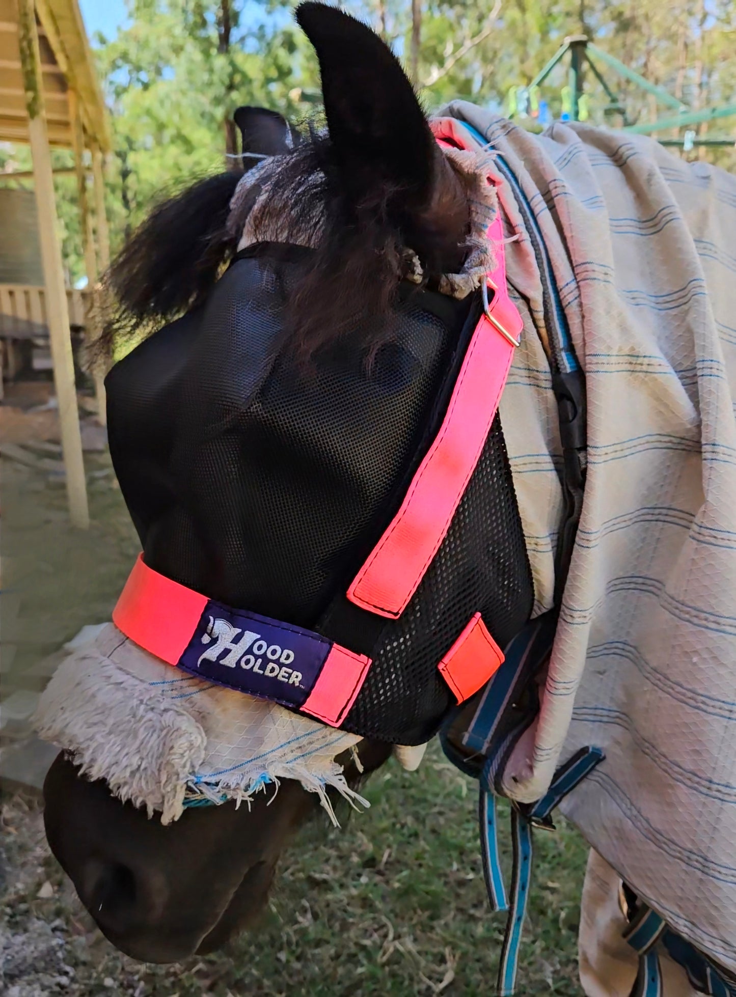 Large PONY w/ face mask